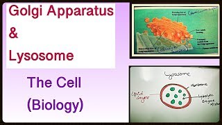 Golgi apparatus and lysosomes | THE CELL | BIOLOGY | URDU / HINDI