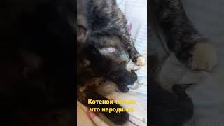 Новорожденный котенок