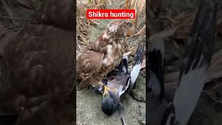 shikra hunting sparrow 😉😍 #birds #eaglehunting #shikratraining #animals #hunting