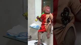 Bibi knows how to clean hisself and Lala #monkeybibi #shorts