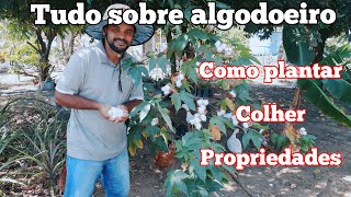 algodoeiro ( algodão) tudo que você precisa saber