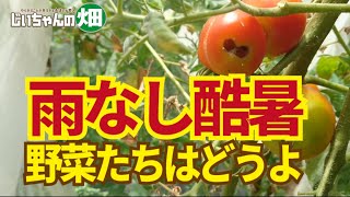 過去126年間で一番暑い夏、野菜の葉が枯れてきました。井戸や水道がなければ優先順位で水やりするしかありません。8/4