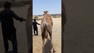 Angry Camels Enjoying Weather