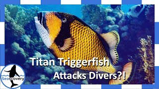 Why do Titan Triggerfish attack divers (Balistoides viridescens)?