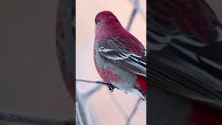 Beautiful birds.Красивые птички.