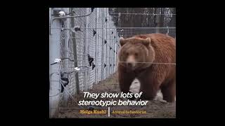 Tyson the Chained Bear Was Used as Bait for Dogs Until He Was Rescued and Set Free