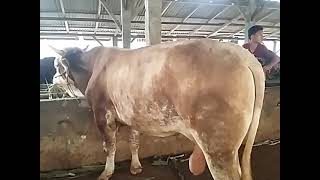 Sapi monster Ditawar 53 juta belum boleh           #Sapijumbo