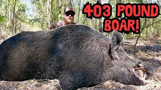 Hunt For The Biggest Boar I Have Ever Seen!