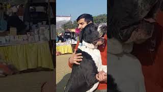 Biggest Great Dane Dog in india