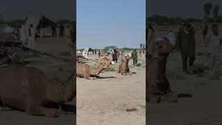 Camel seller | camel buyer | Camel video | Camel racing | Camel Farm