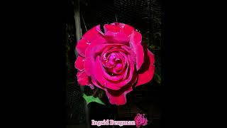 Ingrid Bergman #rose