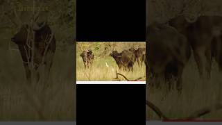 2023Heartbreaking! Male Lion Alone Fights With Ferocious Buffaloes To Protect Cub Only To G...