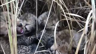 Excellent news! 4 adorable cubs are born to one of the cheetahs who came to India last year. 🐆 #like