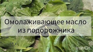 Омолаживающее масло из подорожника🌱