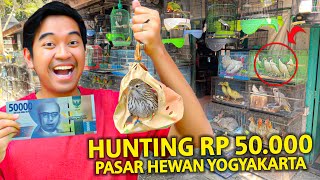 HUNTING HEWAN RP 50.000 DI PASAR HEWAN TERBESAR DI YOGYAKARTA!