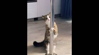 🐈 Cat POLE DANCE Meme | TikTok Dance Full Compilation | Music Challenge 🎵 | Demi Lovato - Confident