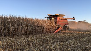 Corn Harvest 2021