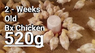 Arbor Acres Broiler Chicken Breeds at week 2 - Cost of Raising 100 Broiler meat Chicken at home