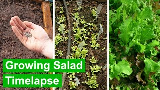 Growing Lettuce Salad Leaves from Seed Timelapse - (with repeat harvesting)