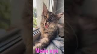 Мейн кун. Мама с доченьками 😽 #shorts