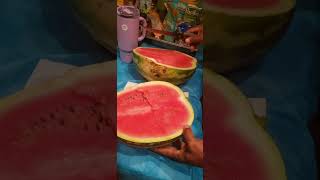 Cutting into my fresh Organic Watermelon from my garden.