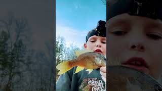 Tiny bluegill hybrid on crappie jig#fish #fishing