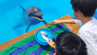 Playing with and feeding Dolphin at Denpasar, Bali Marine Park