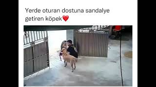 Sadık dost