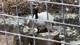 Birmingham Wildlife Conservation Park: African Sacred Ibis Bird taking bath on a warm summer day.