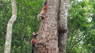 Japali | Tirumala Forest | Beautiful View