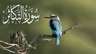 Surah At-Takasur Full  With Arabic Text (HD)