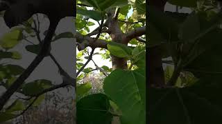 Fig Tree Has Started Giving Fruit - Home Gardening