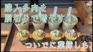 【多肉植物】購入多肉を胴切りで増やす！ついでに葉挿しも！