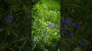 Vignettes from the wild garden. #ireland #fairygarden #discoverireland #countryliving #bluebells