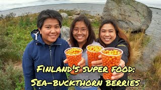 Ep 276: FILIPINOS PICKING  SEA-BUCKTHORN BERRIES IN FINLAND /Tyrnimarjan poiminta Suomessa