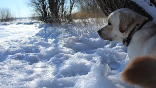 Winter Dog walk asmr | Зимняя прогулка лабрадора