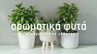 🌿 Αρωματικά φυτά και μυρωδικά σε γλάστρα - Τα Μυστικά του Κήπου