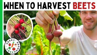 When To Harvest Beets - Pick At The Right Time (Avoid Woody Beets)