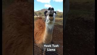 Hawk Tuah Llama #amazing #funny 😂🦙