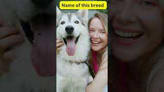 Dog Breed | Modern Kheti @modernkheti #dogbreeds #huskylovers