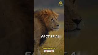 Captivating Lion Moment You Must See