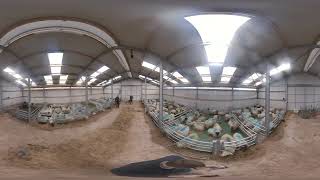 360 Walkthrough of a 4 Bay double sided Sheep Shed in the hill of Mayo