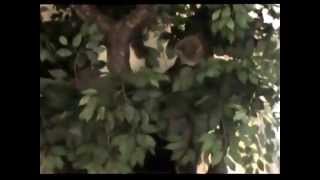 Hollow Wood Cat Trees by A Fantasy Forest.wmv