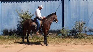 Como fazer com cavalo empacador 2 I Paulo Mori