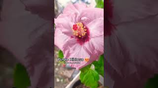 जांभळी जास्वंदी 😍 #hibiscus #purpleHibiscus #flowers #flowerspecies #happygardening