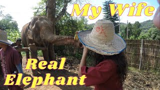 Elephant Sanctuary 🐘 Chiang Mai Elephant Sanctuary THAILAND