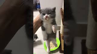 🐱 Funny cat videos | cute cats | Try not to laugh| Cat videos Compilation #HappyCats #9896