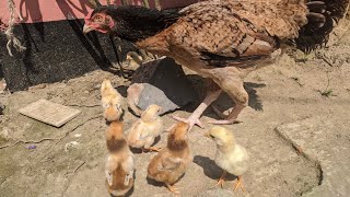 Baby Chicks and Mother Hen. Laying Hen