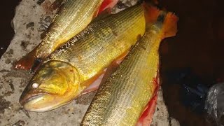 Impresionante pesca 🎣🎣🎣 en Zárate 🎣🎣