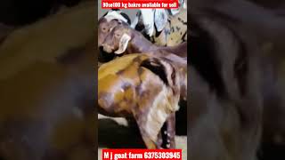 100 kg वाले बकरे || sirohi,ajemra कुर्बानी बकरे || visit M J Goat farm kishangarh Mo.6375303945